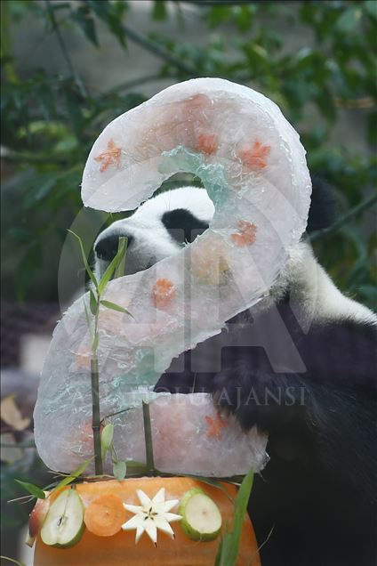 Moscow Zoo celebrates birthday of 2 giant pandas 