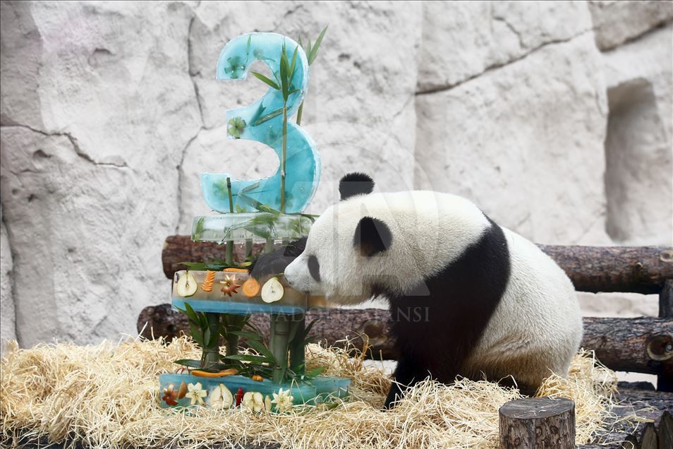 Moscow Zoo celebrates birthday of 2 giant pandas 