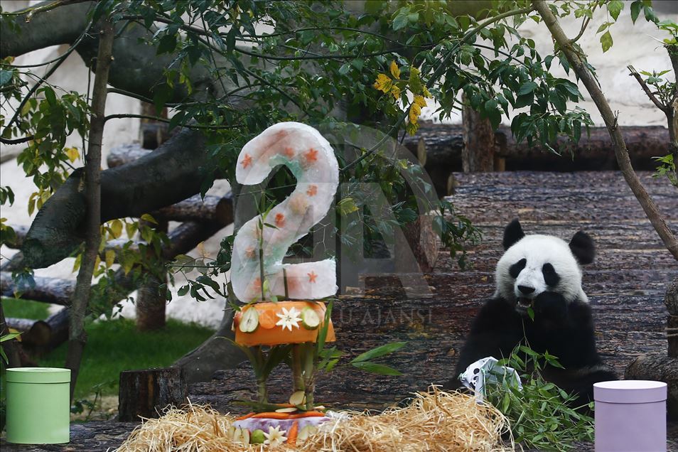 Moscow Zoo celebrates birthday of 2 giant pandas 