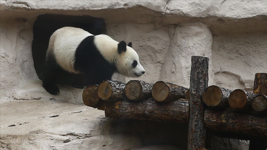 Moscow Zoo celebrates birthday of 2 giant pandas 