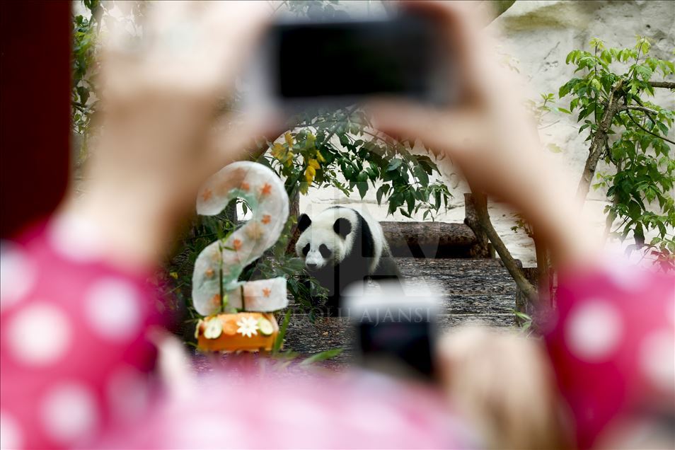 Moscow Zoo celebrates birthday of 2 giant pandas 