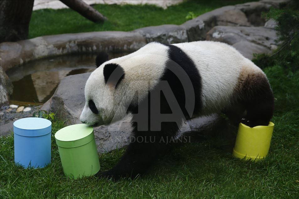 Moscow Zoo celebrates birthday of 2 giant pandas 