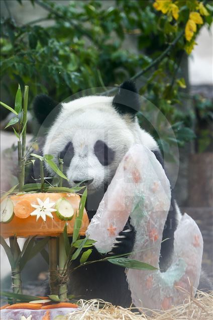 Moscow Zoo celebrates birthday of 2 giant pandas 