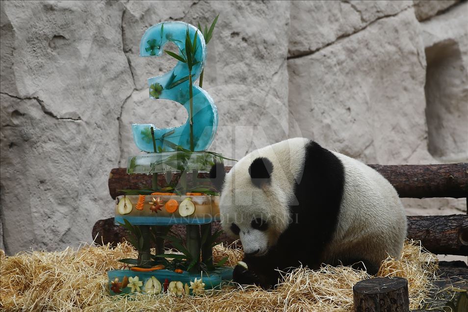 Moscow Zoo celebrates birthday of 2 giant pandas 