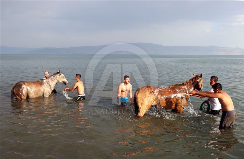 Hespên pêşbirkan li devê Gola Wanê dide bezîn