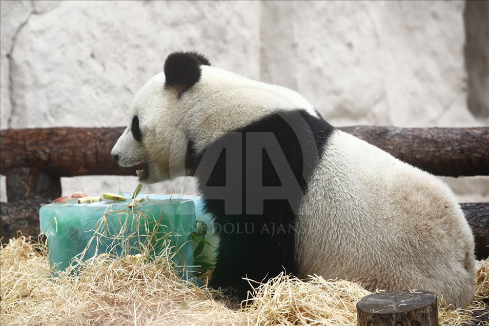 Moscow Zoo celebrates birthday of 2 giant pandas 