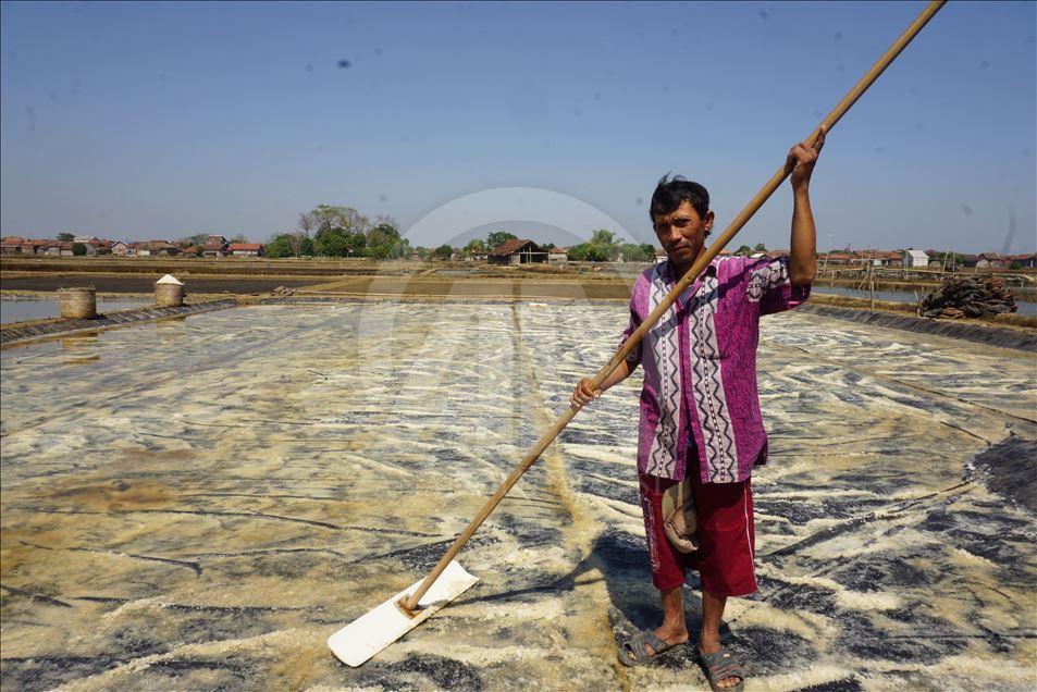 Derita petani garam di musim panen