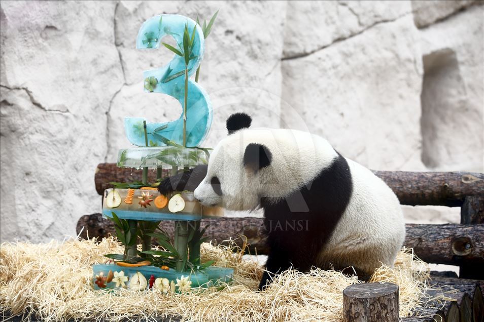 Moscow Zoo celebrates birthday of 2 giant pandas 