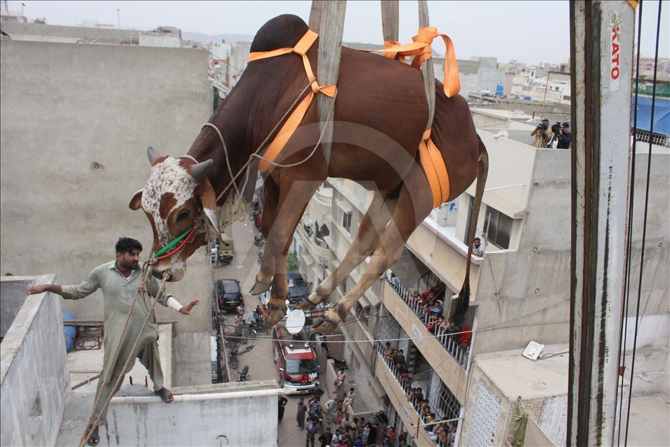 Pakistan: Pojedinci u Karačiju kurbane čuvaju na krovovima objekata