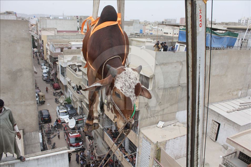 Pakistan: Pojedinci u Karačiju kurbane čuvaju na krovovima objekata