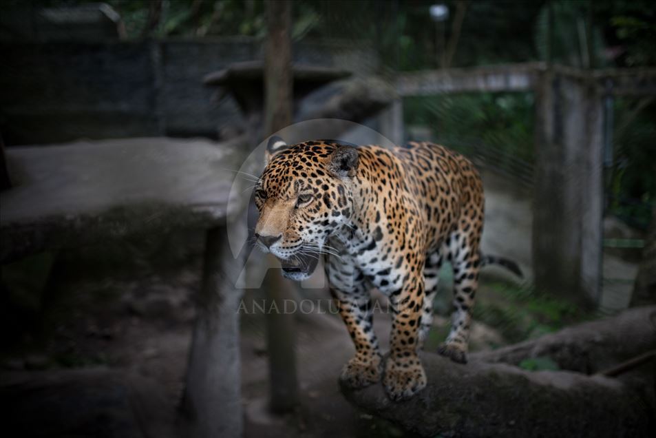 Animales rescatados del tráfico ilegal en Colombia.
