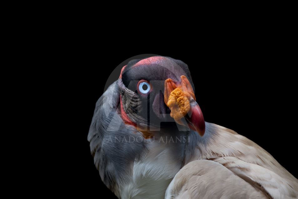 Animales rescatados del tráfico ilegal en Colombia.