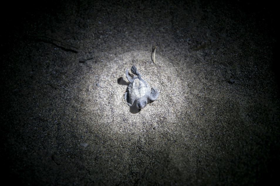 Newly Hatched Caretta Caretta Turtles in Antalya