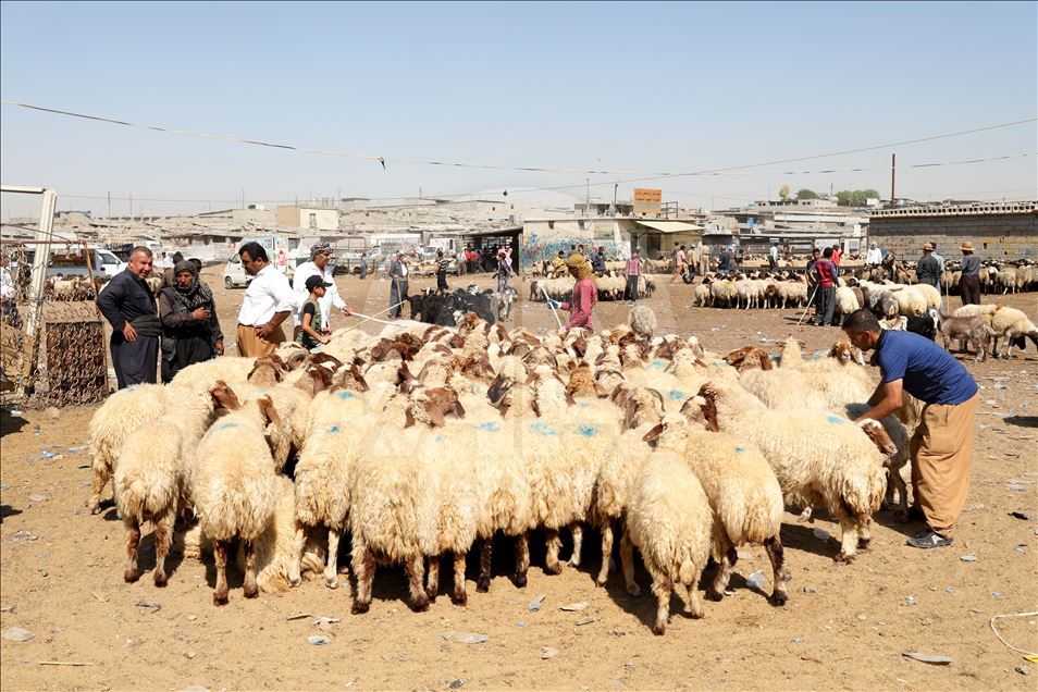 هەوڵیر.. مەیدانی ئاژەڵان چاوەڕوانی جووڵە تێکەوتنە
