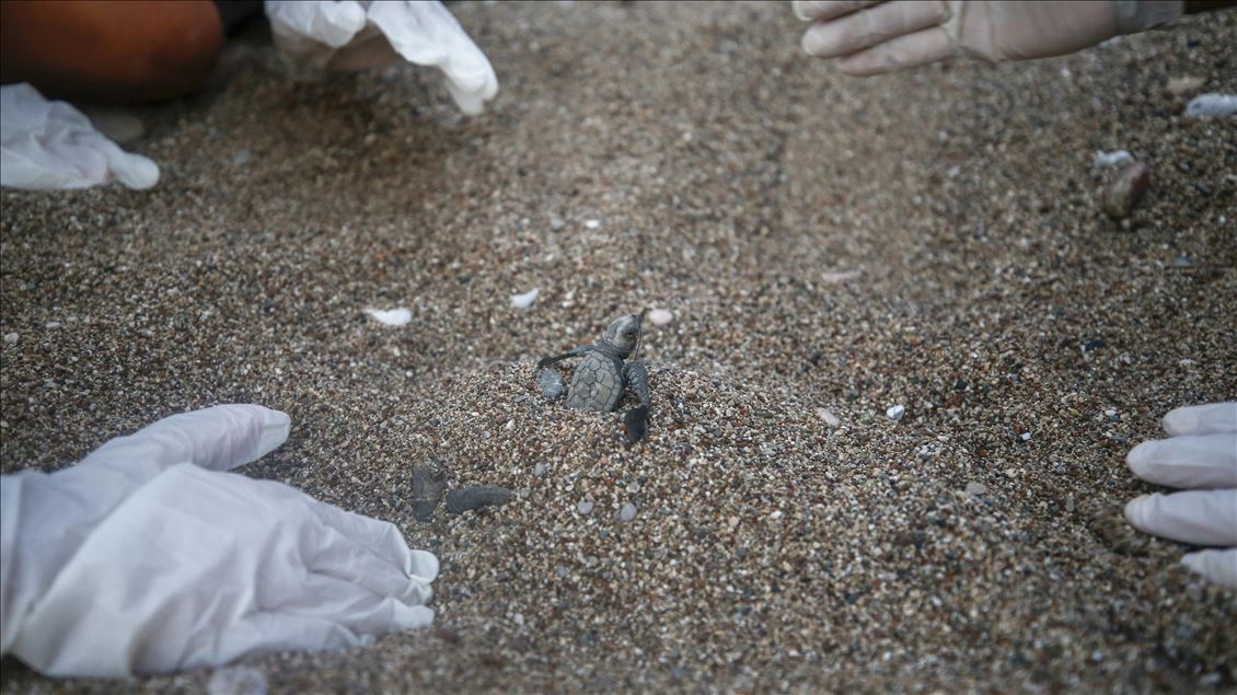Newly Hatched Caretta Caretta Turtles in Antalya