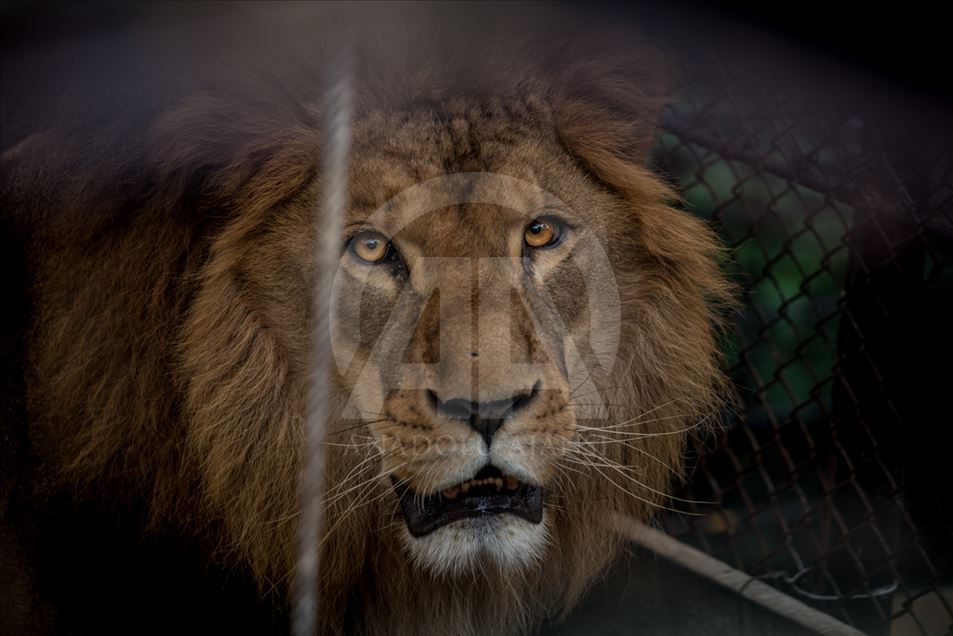Animales rescatados del tráfico ilegal en Colombia.