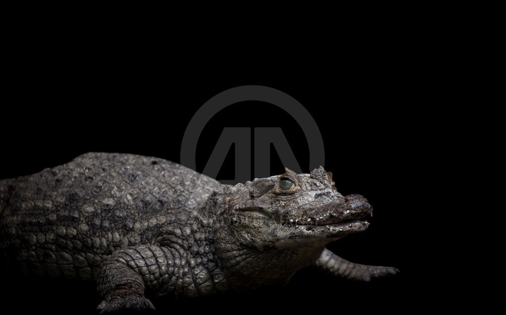 Animales rescatados del tráfico ilegal en Colombia.