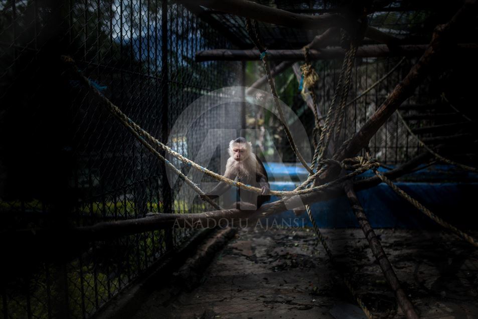 Animales rescatados del tráfico ilegal en Colombia.