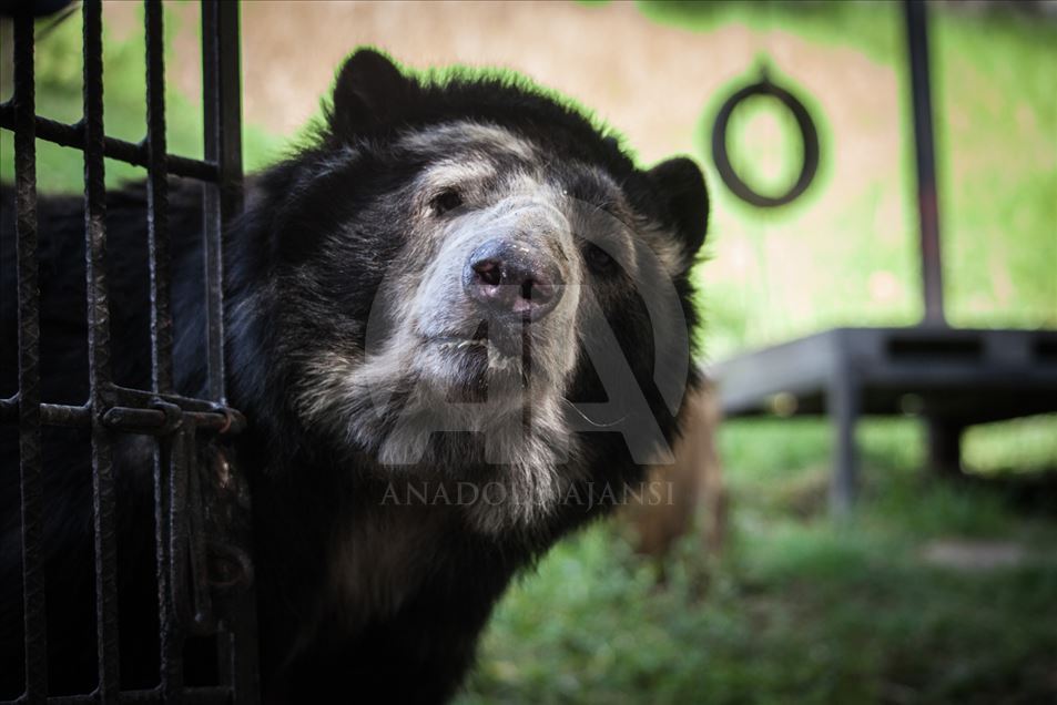 Animales rescatados del tráfico ilegal en Colombia.