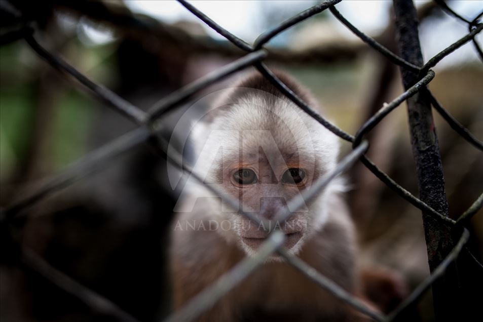 Animales rescatados del tráfico ilegal en Colombia.