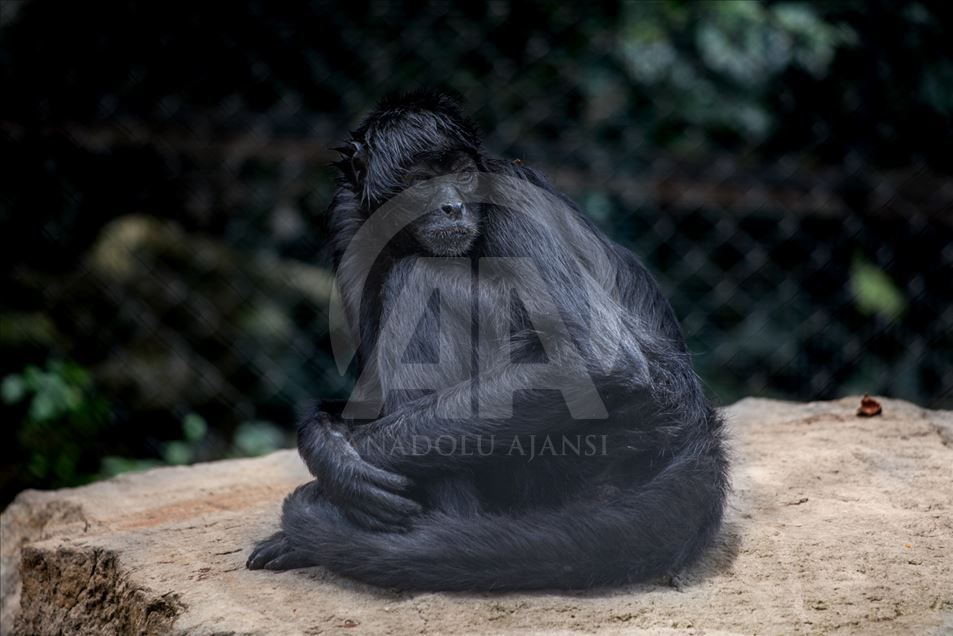 Animales rescatados del tráfico ilegal en Colombia.