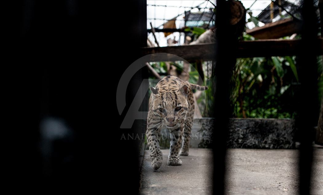 Animales rescatados del tráfico ilegal en Colombia.