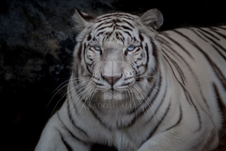 Animales rescatados del tráfico ilegal en Colombia.