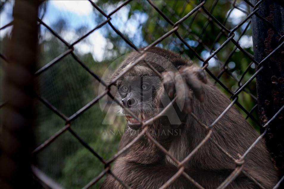 Animals rescue from ilegal traffic in Colombia