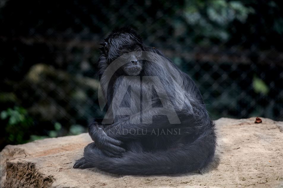 Animals rescue from ilegal traffic in Colombia
