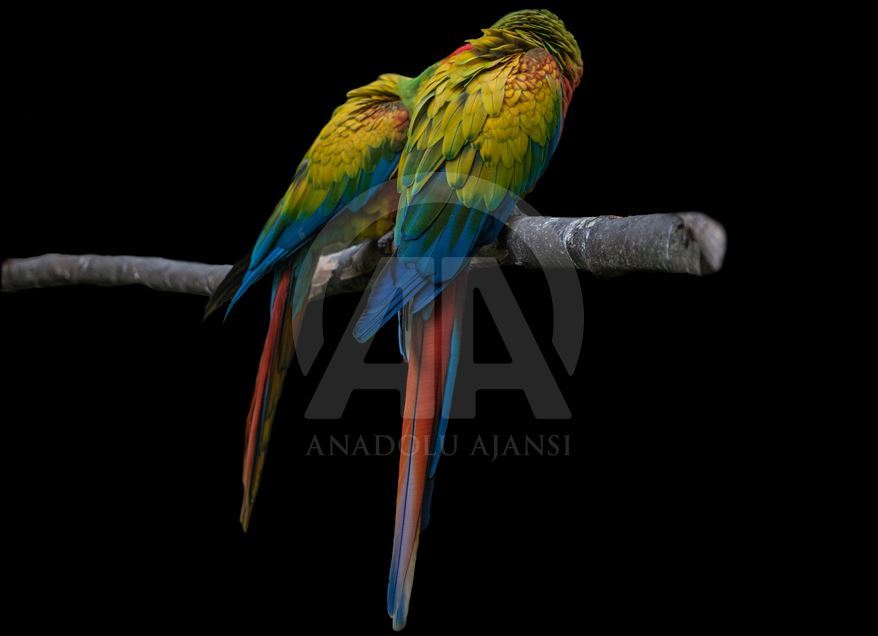 Animals rescue from ilegal traffic in Colombia