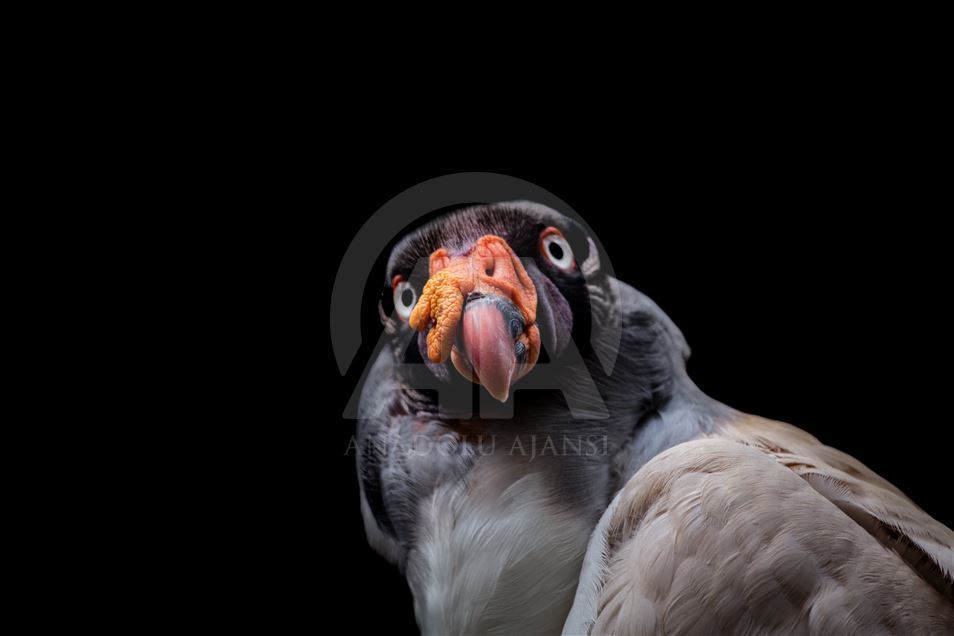 Animals rescue from ilegal traffic in Colombia