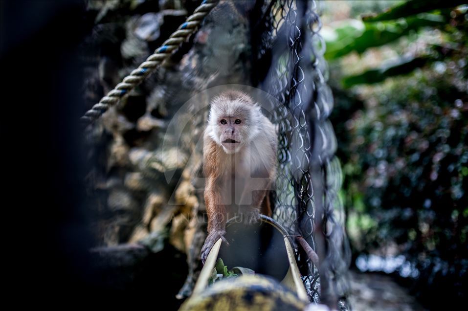 Animals rescue from ilegal traffic in Colombia