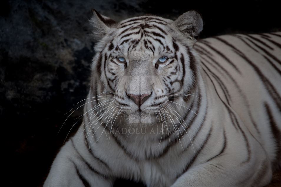 Animals rescue from ilegal traffic in Colombia