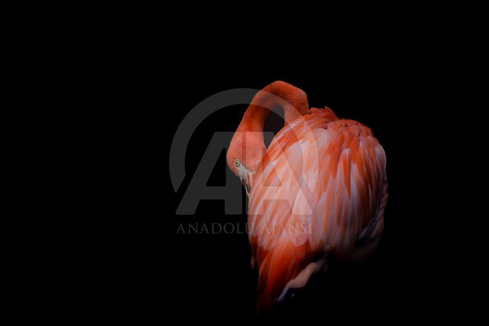 Animals rescue from ilegal traffic in Colombia
