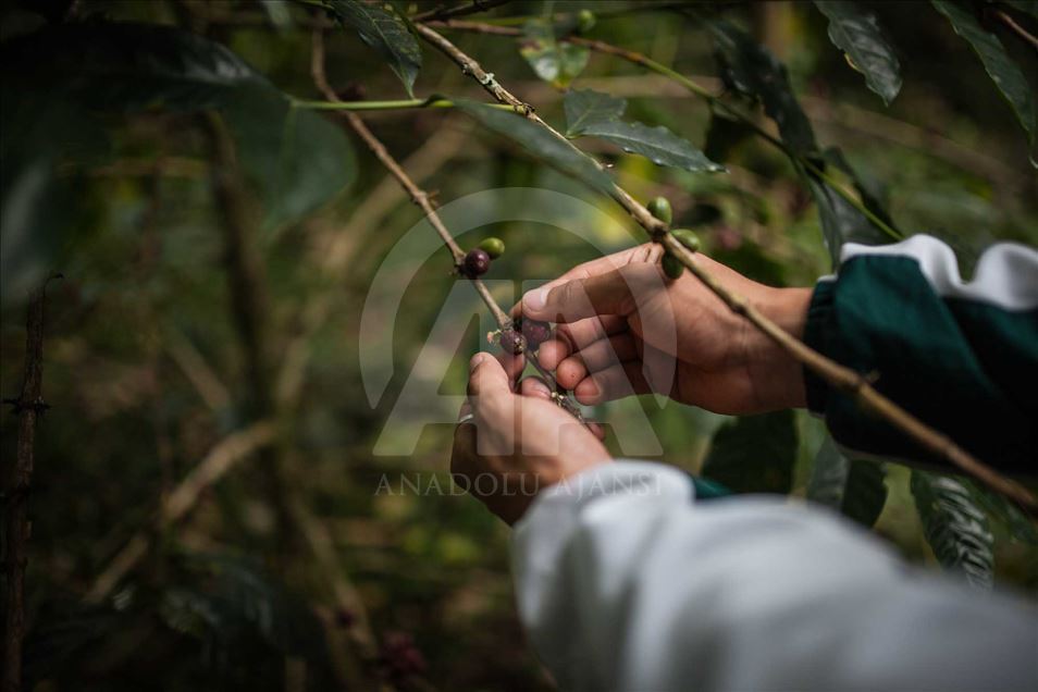 Niños desplazados y víctimas del conflicto en Colombia educados en una finca cafetera.