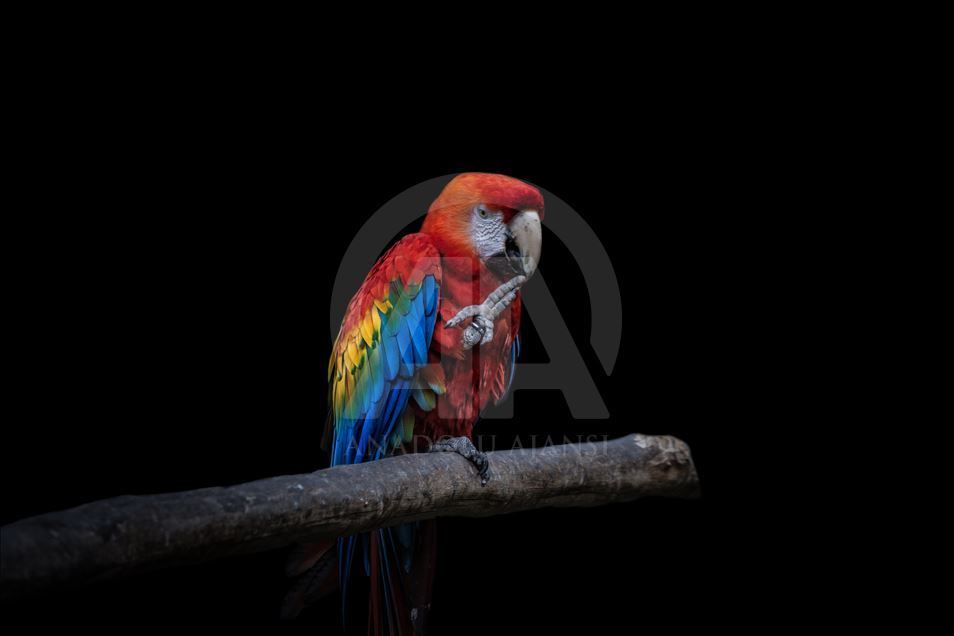 Animals rescue from ilegal traffic in Colombia