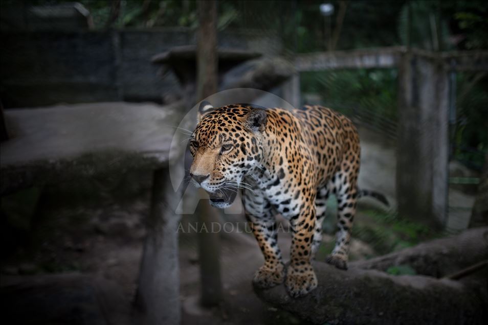 Animals rescue from ilegal traffic in Colombia