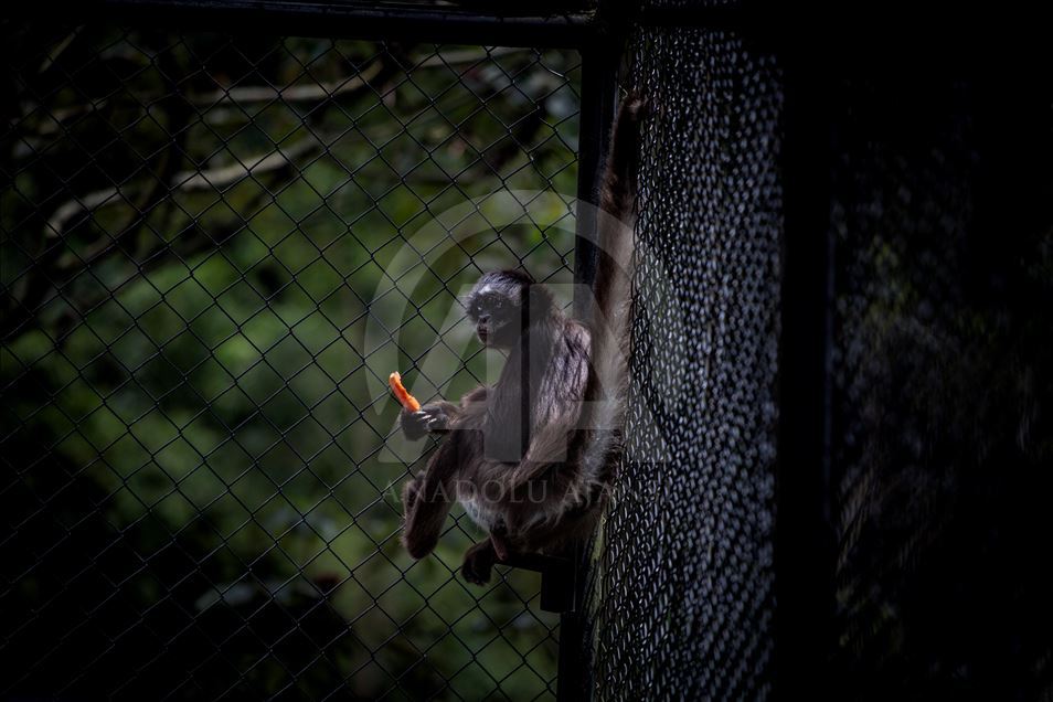 Animals rescue from ilegal traffic in Colombia