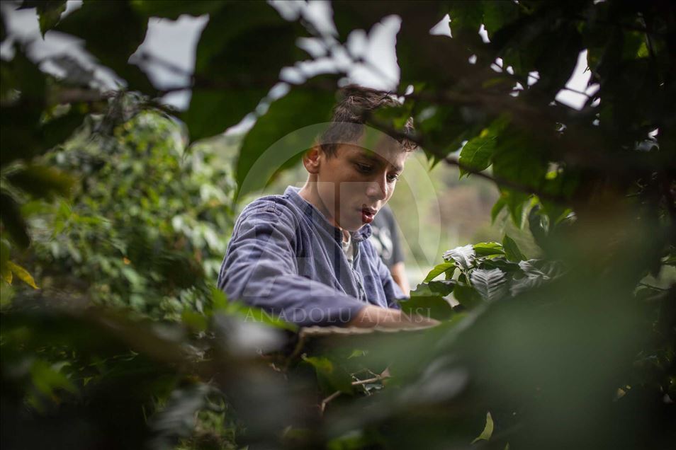 Niños desplazados y víctimas del conflicto en Colombia educados en una finca cafetera.