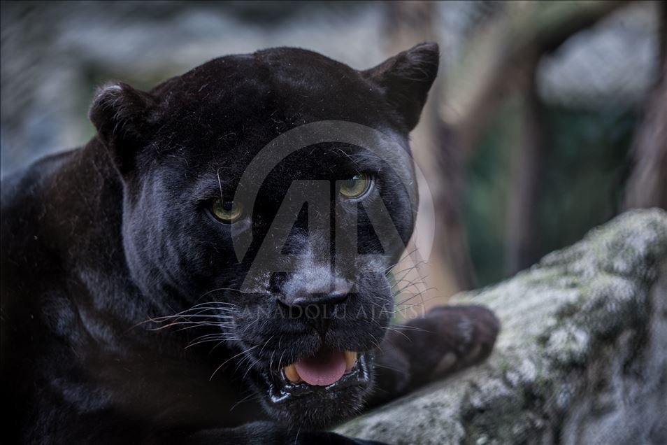 Animals rescue from ilegal traffic in Colombia
