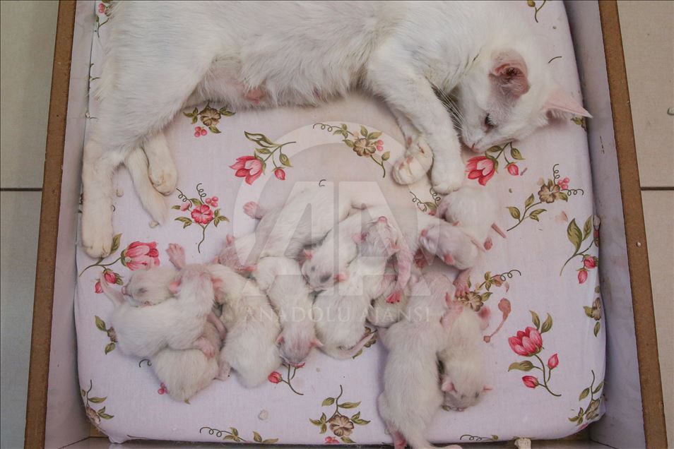 Van'ın "Nazlı" kedisi, 10 yavru doğurdu