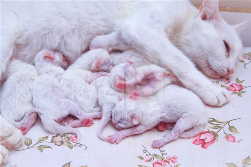 Van'ın "Nazlı" kedisi, 10 yavru doğurdu