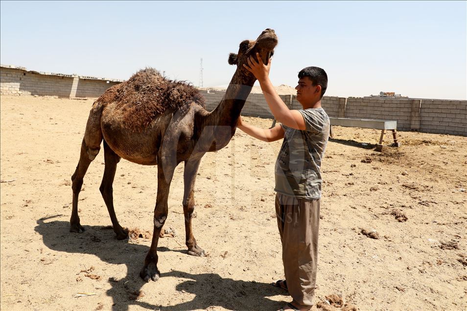 هەولێر.. کڕین و فرۆشتنی وشتر لە جەژنی قورباندا
