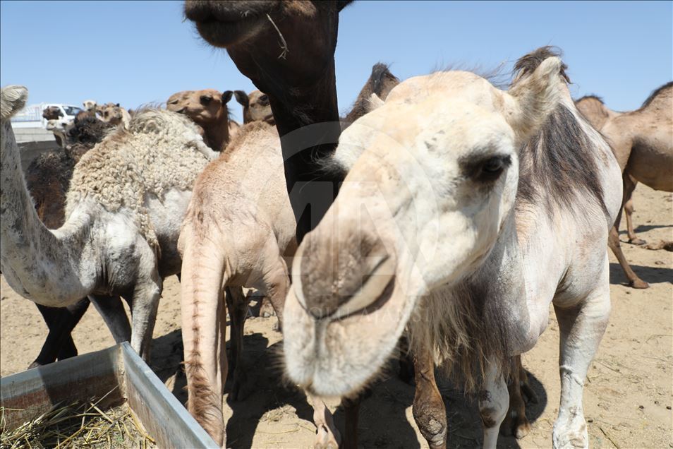 هەولێر.. کڕین و فرۆشتنی وشتر لە جەژنی قورباندا