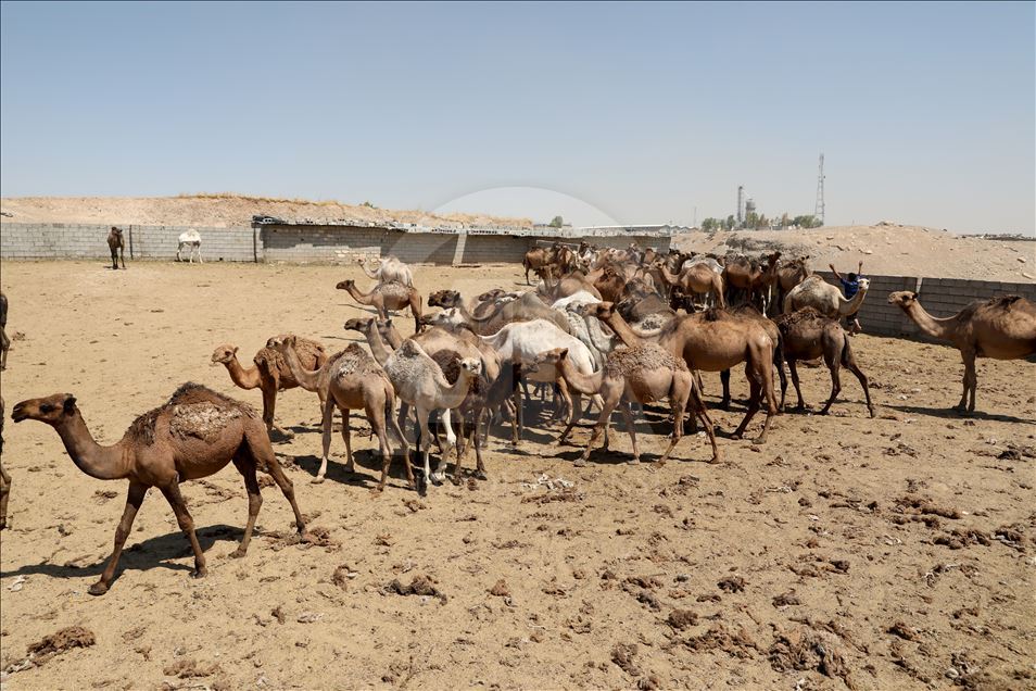 هەولێر.. کڕین و فرۆشتنی وشتر لە جەژنی قورباندا