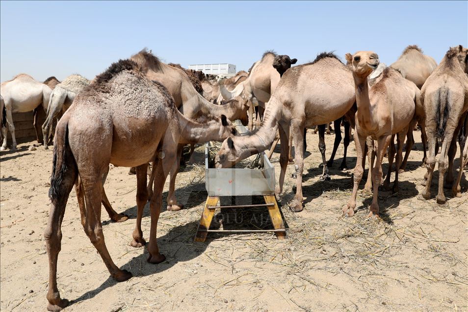 هەولێر.. کڕین و فرۆشتنی وشتر لە جەژنی قورباندا