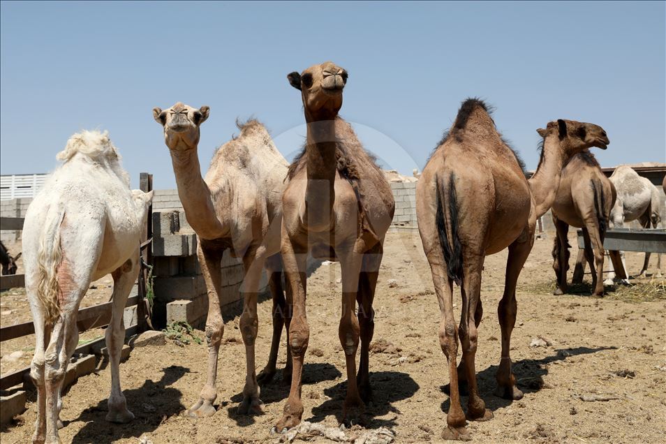 هەولێر.. کڕین و فرۆشتنی وشتر لە جەژنی قورباندا