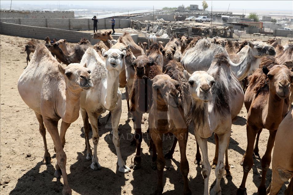 هەولێر.. کڕین و فرۆشتنی وشتر لە جەژنی قورباندا