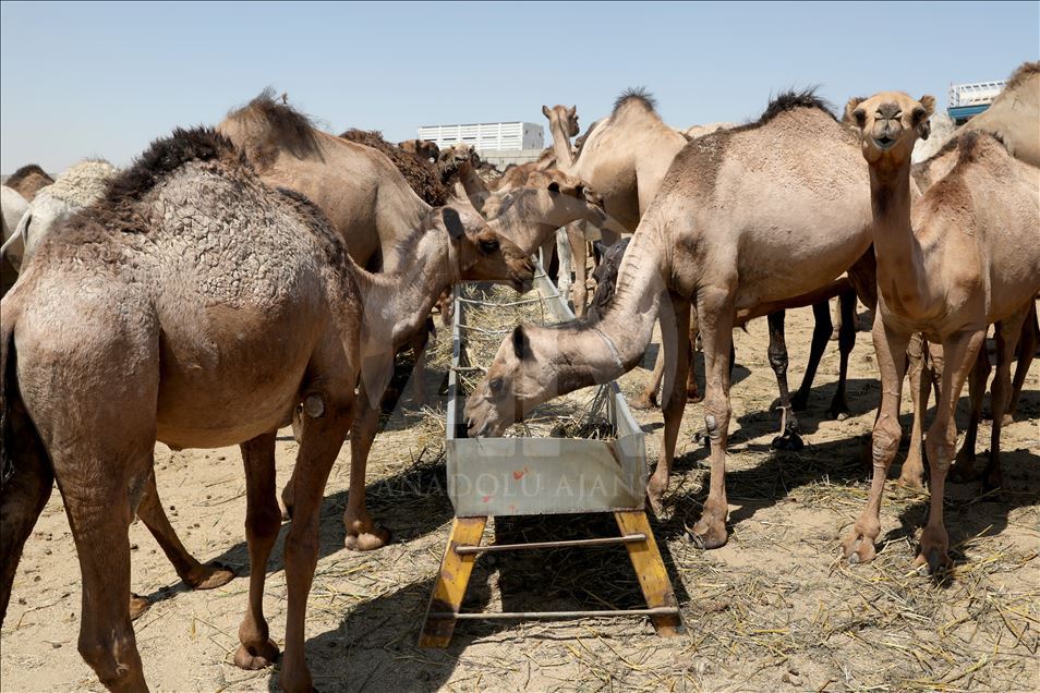 هەولێر.. کڕین و فرۆشتنی وشتر لە جەژنی قورباندا
