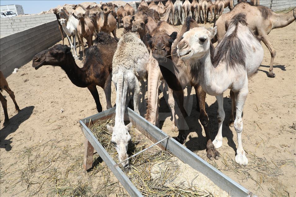 هەولێر.. کڕین و فرۆشتنی وشتر لە جەژنی قورباندا
